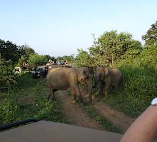 Nationalpark Minneriya