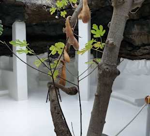 Fundacion Cesar Manrique