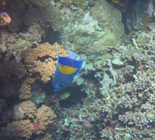Arabischer Kaiserfisch