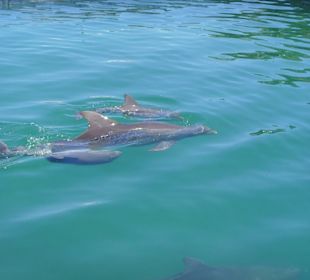Dolphin Discovery