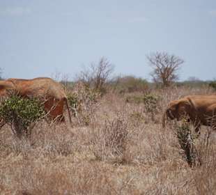 Rote Elefanten huschen vorbei