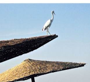 Ibis am Strand 