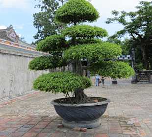 Einer edr vielen schönen Bäume