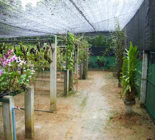 Orchid Garden Khaolak Native Orchids and Hybrids