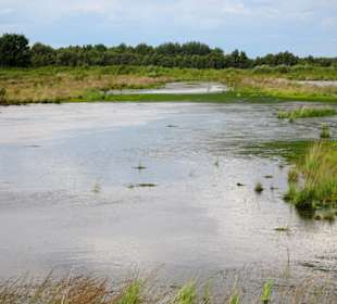In den Wiedervernässungsflächen des Moores