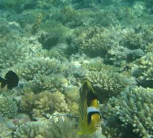 Juste a dix metres du bord