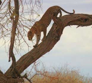 Leopard in Tsavo East
