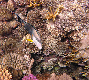 Fische vor dem Hausriff Hotel Tulip Resort