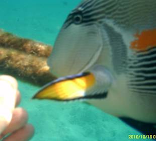 Wir tauften ihn Lukas - Hotel Lotus Bay