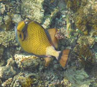 Riesen Drückerfisch