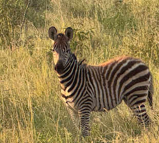 Zebrafohlen