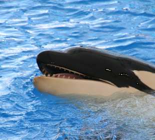 Orca Show