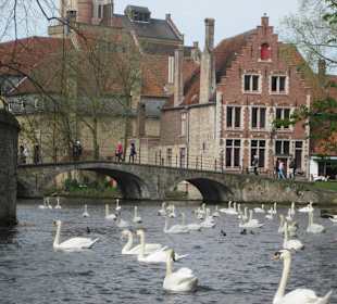 Schwäne am Beginenhof