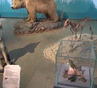 Ausstellung Eis Safari