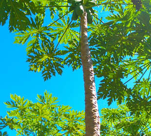 Papaya Baum