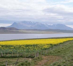 Vatnsdalsfjall - Umrundung der Vatnsnes Halbinsel