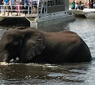 Am Chobe Fluss ist viel,los