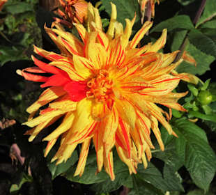 Impressionen aus dem Dahliengarten Hamburg