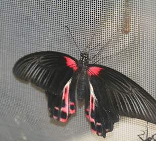 Schmetterling