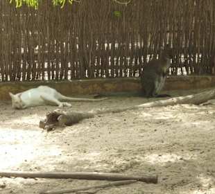 Albino-Bennett-Wallabies