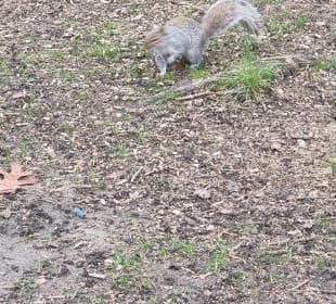 Eichhörnchen 