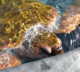 Unechte Karettschildkröte