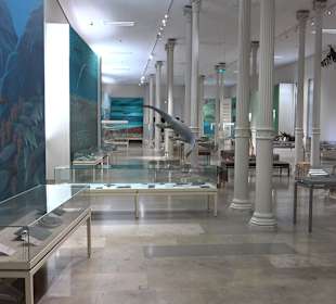 Staatliches Naturkunde Museum