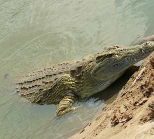 Nilkrokodil_Tsavo East