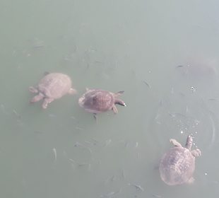 Wandern Side - Kumköy