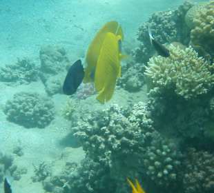 Einige Schnorchel Bilder am Strand