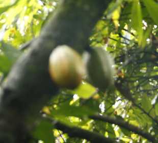 Impressionen in der Plantage