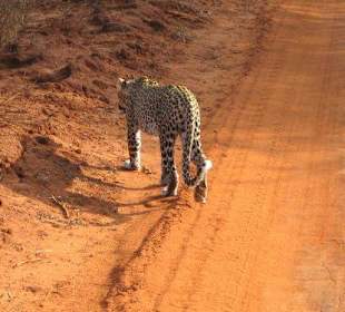 Leopard im Rhino Sanctuary