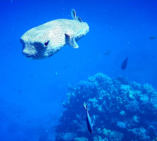 Schnorcheln Makadi Bay