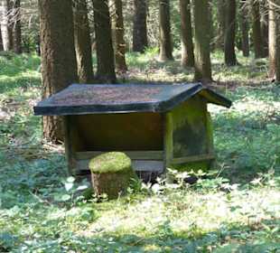 Quer durch den Wald auf angenehmen Wegen