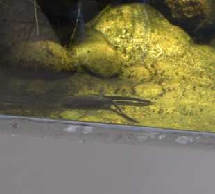 Aquarium