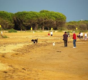 Viele Hundebesitzer am Strand