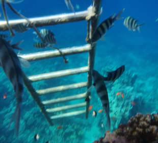 Schnorcheln Marsa Alam