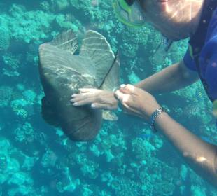 Wassergymnastik mit "Napoleon"