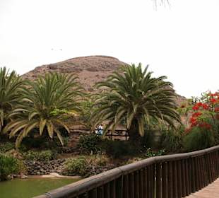 Oasis Park
