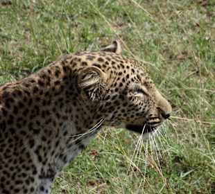 Leopard, fehlt oft für die Big Five