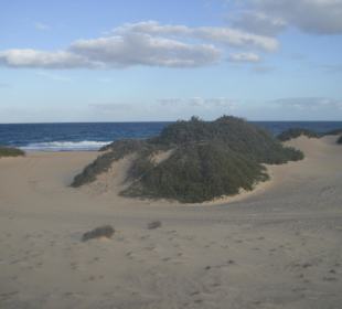 Dünen von Coralejo