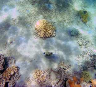 Fische und Korallen am Lotus Strand