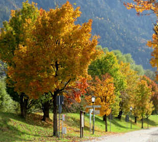 Weg am Loisachdamm im Herbst