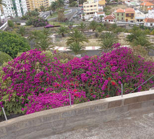 Wandern Puerto de la Cruz