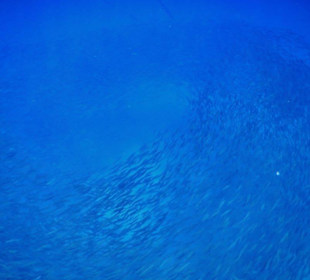 Meeresbewohner vom Riff Hotel Iberotel Coraya Beach