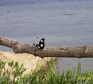 Schöner Schmetterling