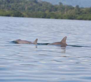 Dolphin Bay