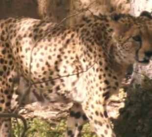 Tierpark