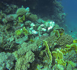 Kleiner Maskenkugelfisch über Korallen