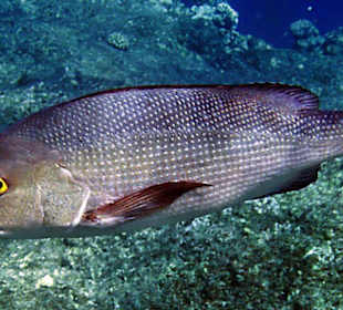 Süßlippenfisch